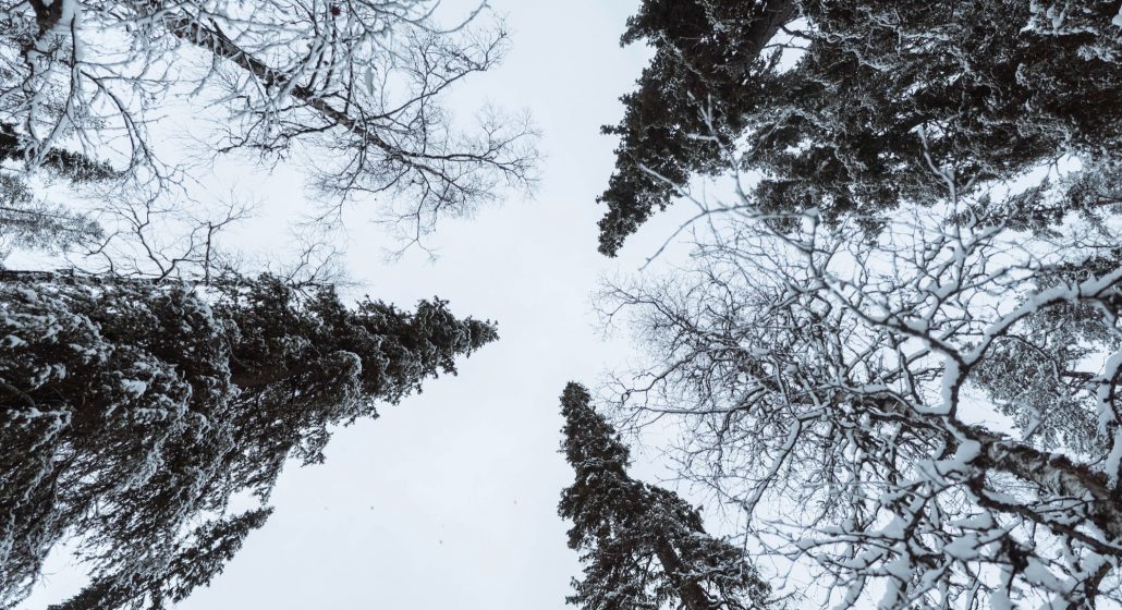Musique des plantes_Plateau des Petites Roches