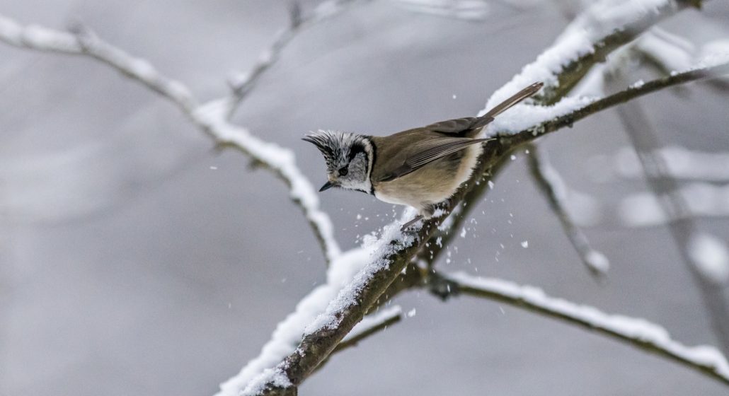 Sortie LPO - Observation des oiseaux_Plateau des Petites Roches