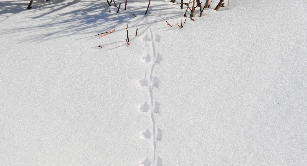 Balade sur les traces des animaux